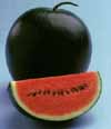 v_watermelonsugarbaby.jpg